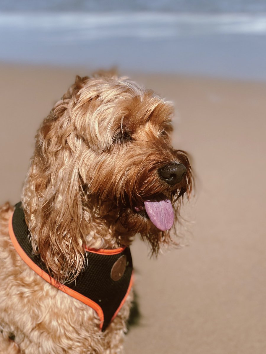 SarahAWalker's tweet image. Summer days at the beach with this little dude! #slipslopslap