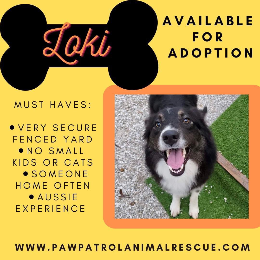 PPARASfla's tweet photo. Calling all BIG DOG lovers! These pups are available for adoption now! Please go to our website: https://t.co/3ozvb0Irqc @pparasfla https://t.co/oGkrb2t0bg