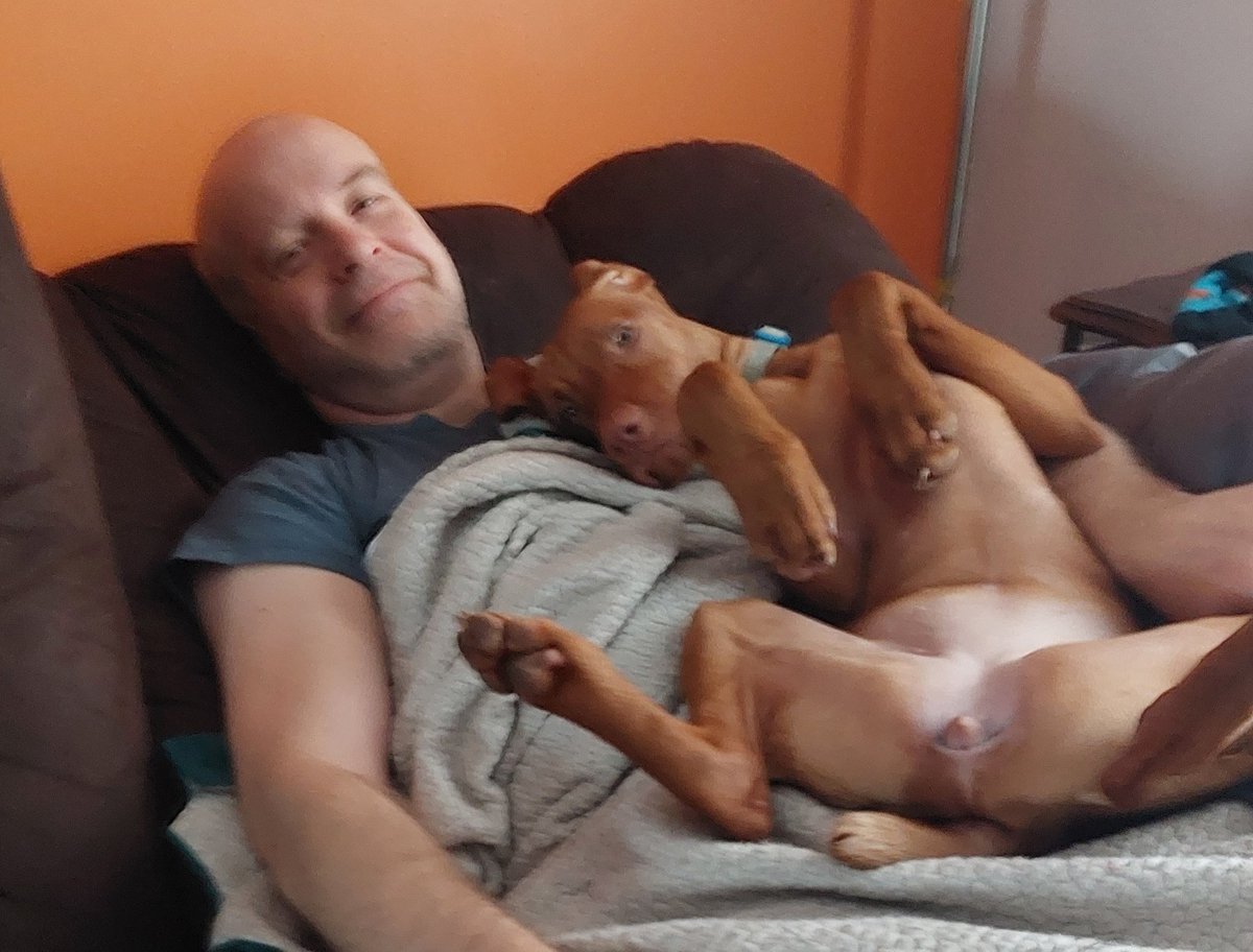 gregpettit's tweet photo. Vizslas == grace + poise https://t.co/6hXGmboGrf