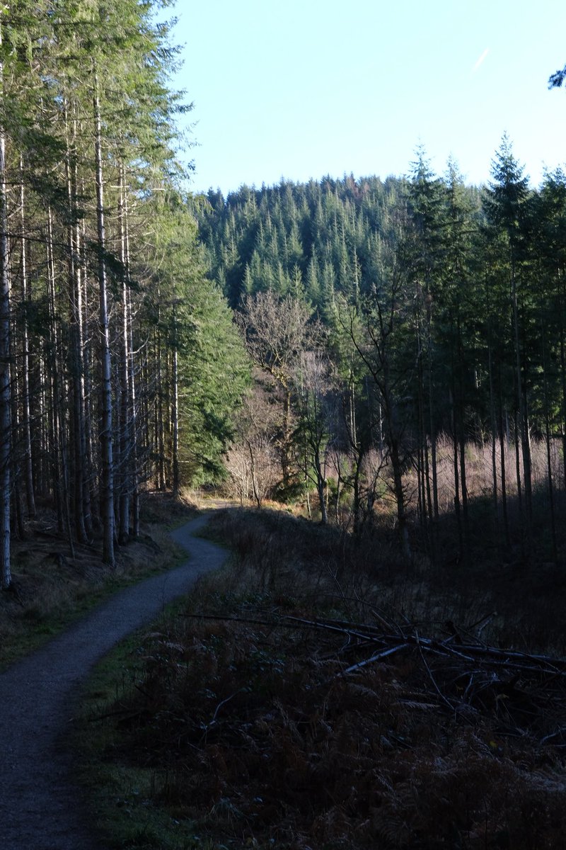 MarkWoodNS's tweet photo. What better way to start my month of #ChildsPlayActive than a 3 mile hike around #MortimerForest in Ludlow with my little ones! https://t.co/qwD1AtFzGo