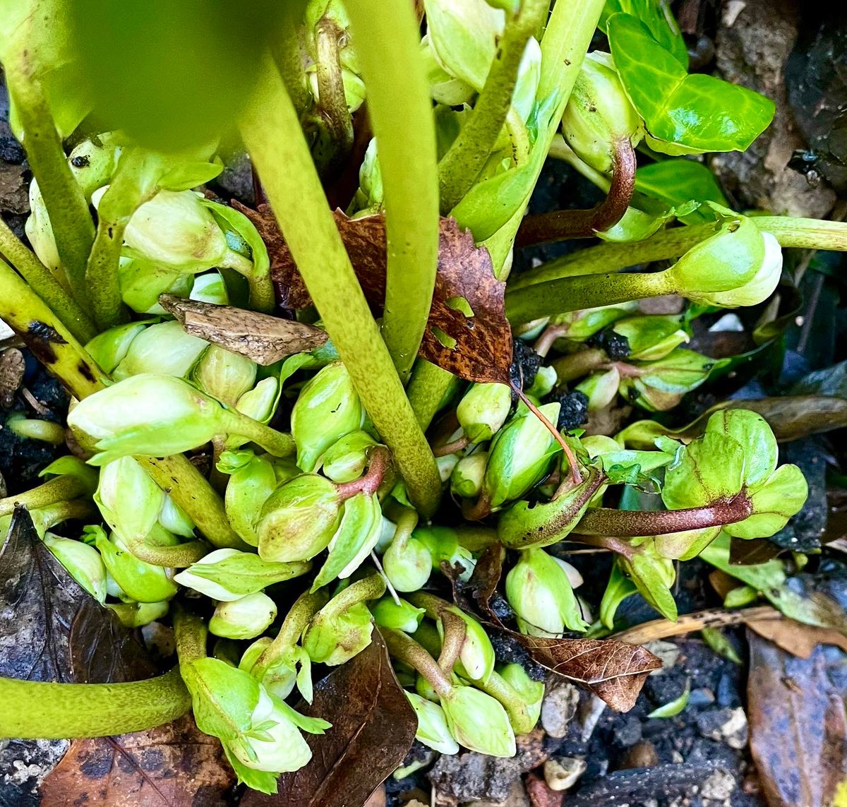SamWakefieldCC's tweet photo. Loving the early signs of new beginnings - and the hope, optimism, &amp; excitement about this year’s possibilities - in our tiny garden this morning 

#inspiration #gardeninspiration #biophilia #biophiliceffect #newbeginnings2023 #NewYear https://t.co/3E3reg3bbL