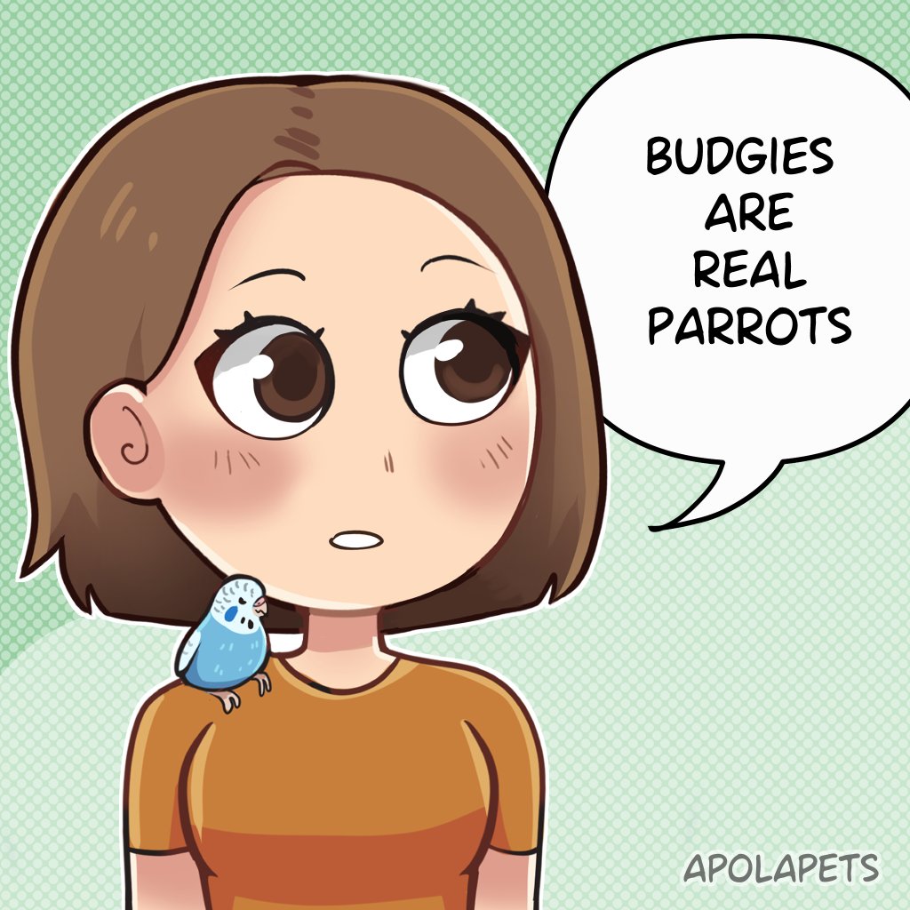 ApolaPets's tweet photo. Budgies are real parrots!(1/2)
So many people think little of them but they are actually as smart and need as much care as other parrots.
They deserve research, proper care and vet care!
Where are my budgie lovers? Share some pictures of your well cared for budgies ♥️ https://t.co/ACwCgjobGg