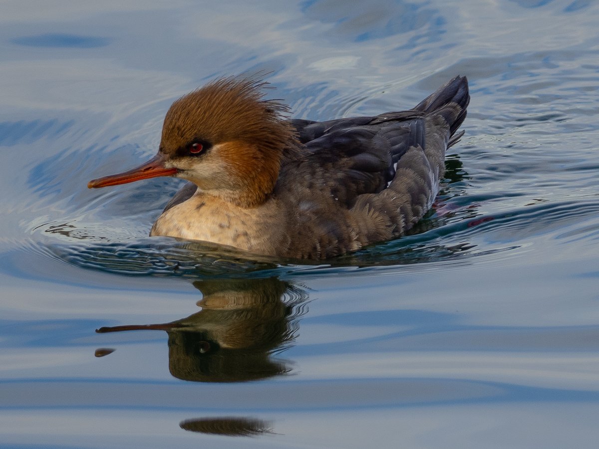 chirpsofnewyork's tweet photo. A Red-Breasted Merganser seen hanging out this afternoon at the Reservoir, Central Park #birds #birding #birdwatching #birdphotography #birdcpp https://t.co/wGlv1pqv5P