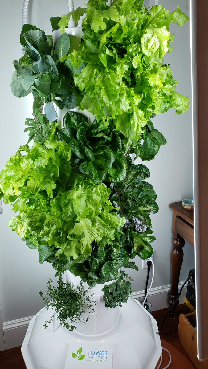 Yowzer! Went away for a week and returned to a full salad bar! #farmtotable #growyourown!