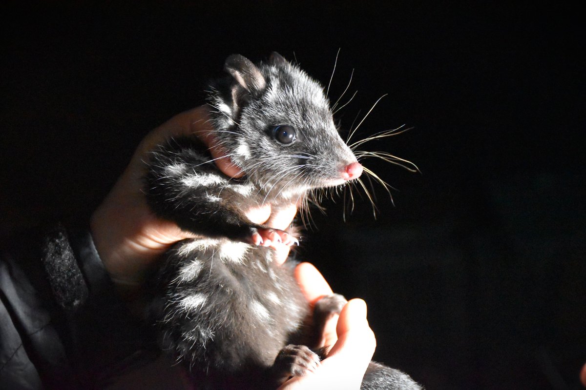 Dr Belinda Wilson (@ecologibel) on Twitter photo Do you know many eastern quolls it will take to remove them from the <a href="/IUCNRedList/">IUCN Red List</a> - 100, 1000, or 10,000? 🟥
By sending the #doomedsurplus from reintroduced populations to other sites, we can build numbers to achieve #stretchgoals for species recovery! ✅ bit.ly/3i5ZOS3 Do you know many eastern quolls it will take to remove them from the <a href="/IUCNRedList/">IUCN Red List</a> - 100, 1000, or 10,000? 🟥
By sending the #doomedsurplus from reintroduced populations to other sites, we can build numbers to achieve #stretchgoals for species recovery! ✅ bit.ly/3i5ZOS3