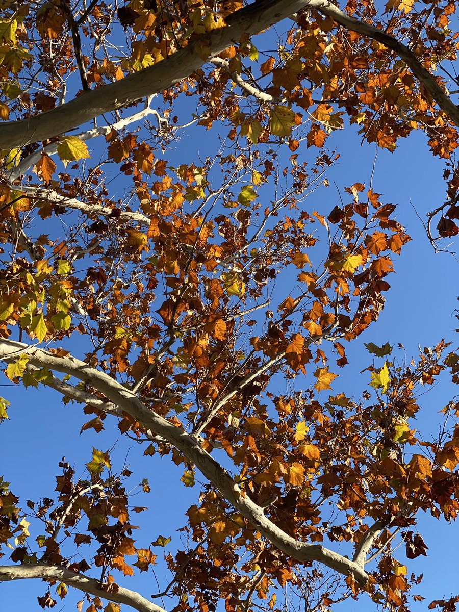 PlayaPaper's tweet image. Winter in Florida ❤️ #hellojanuary