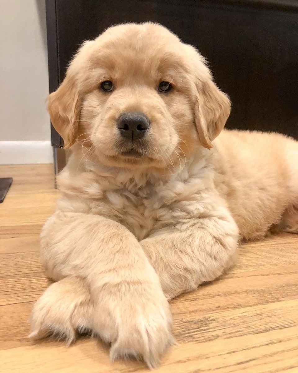 dog_rates's tweet image. This is Murphy. He is not only fluffy, but also fancy. 12/10 multitalented king