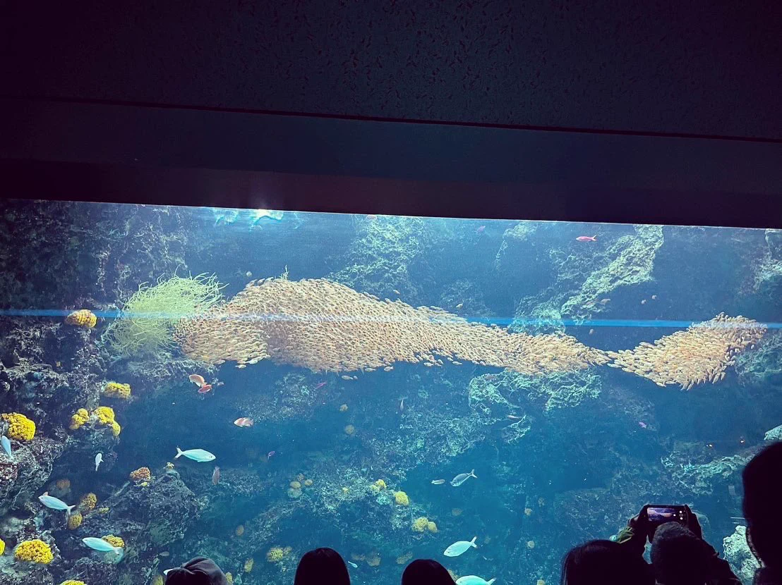 絵本で見たとおりの光景！スイミーは現実になる！