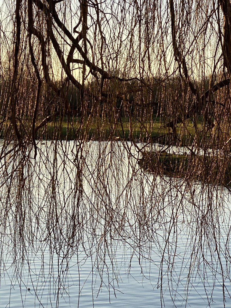 gardenbarbara's tweet photo. Start as you mean to go on …walking today to the beautiful Sudbury water meadows. Twiggy reflections and ducks in formation. So lucky to have this lovely place on my doorstep! #sudbury #watermeadows #sudburywatermeadows #willowbranches #ducks #januarysunset #walking #newyear2023 https://t.co/t0CQXVfdvk