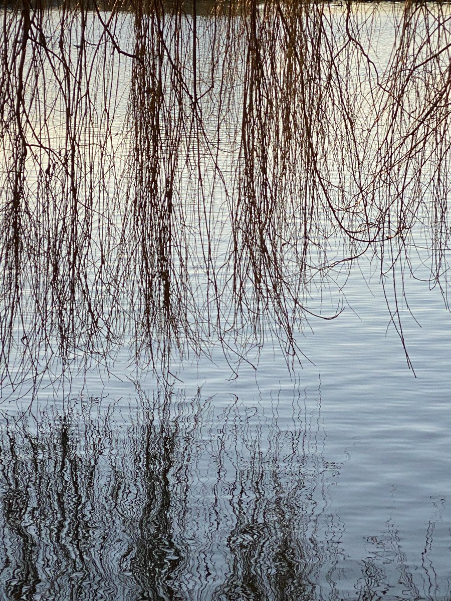 gardenbarbara's tweet photo. Start as you mean to go on …walking today to the beautiful Sudbury water meadows. Twiggy reflections and ducks in formation. So lucky to have this lovely place on my doorstep! #sudbury #watermeadows #sudburywatermeadows #willowbranches #ducks #januarysunset #walking #newyear2023 https://t.co/t0CQXVfdvk