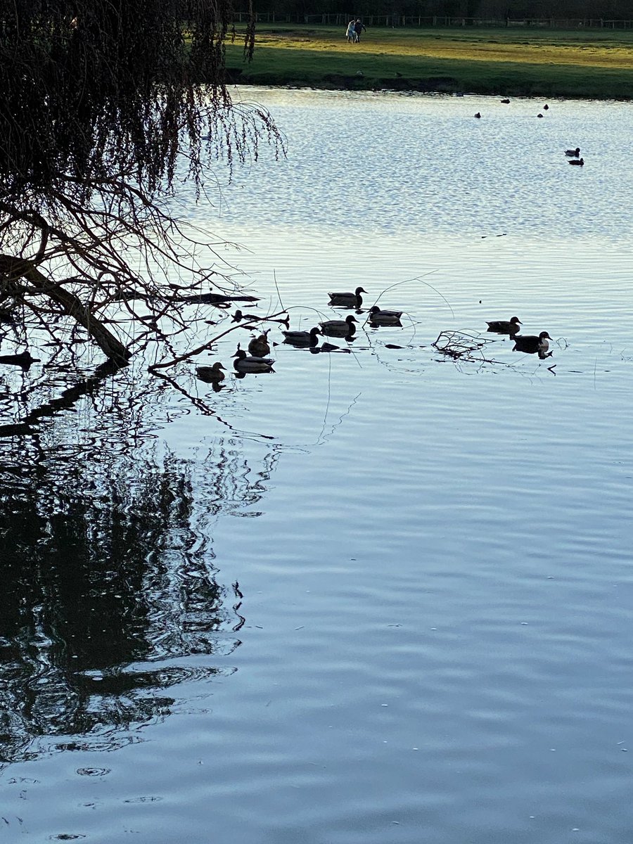 gardenbarbara's tweet photo. Start as you mean to go on …walking today to the beautiful Sudbury water meadows. Twiggy reflections and ducks in formation. So lucky to have this lovely place on my doorstep! #sudbury #watermeadows #sudburywatermeadows #willowbranches #ducks #januarysunset #walking #newyear2023 https://t.co/t0CQXVfdvk