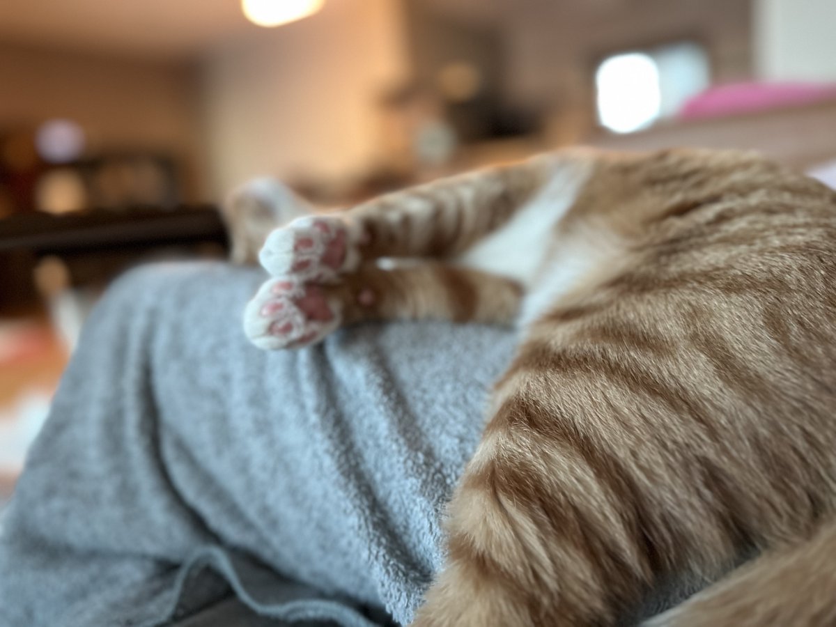 _kirrie's tweet photo. 고양이가 없는 집이 많아 분홍코와 젤리, 보드라운 털을 보고 만져보려해도 그럴 수 없는 사정을 어엿삐녀겨 우리집 호치의 사진을 올리나니… https://t.co/IU8509zvHT