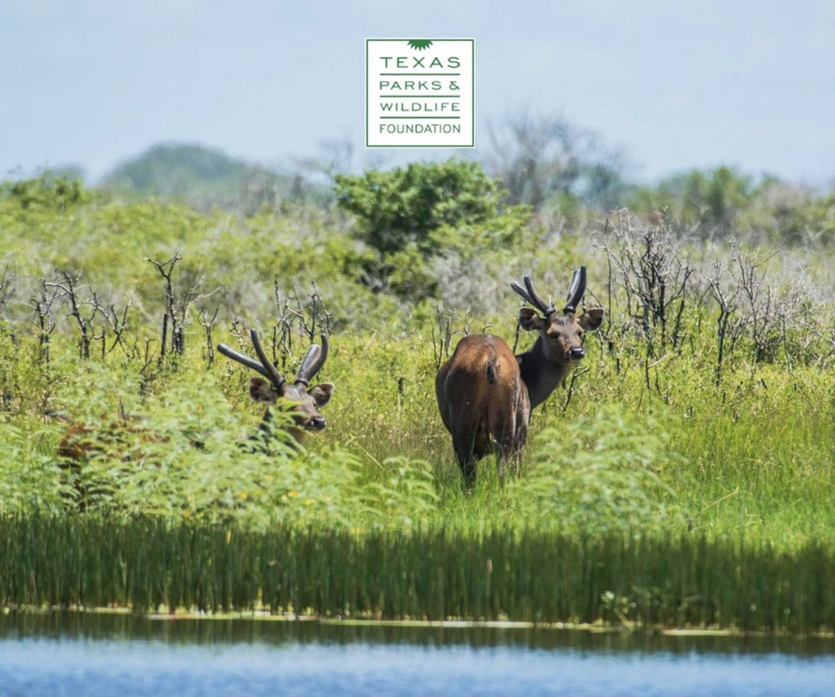 TPWFoundation's tweet photo. Keeping Texans involved in the outdoors and informed and impassioned for the stateโs resources will keep our conservation legacy alive.
#WeWillNotBeTamed #LiveAmongtheWild #JointheWildLife #TexasParksandWildlife #TexasFisheries #WildAnimalsofTexas #TexasWildlife https://t.co/1UgF6fTS1i