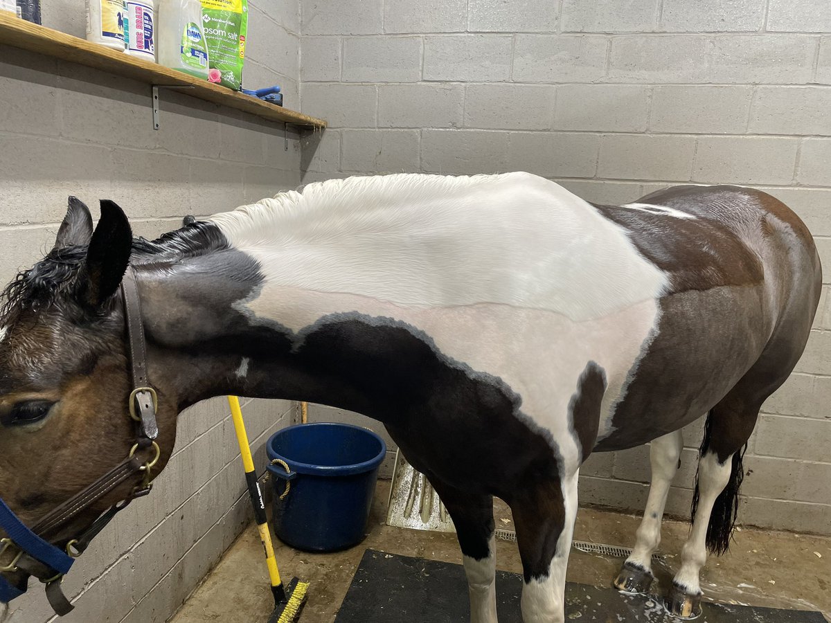 Trey the Explainer on Twitter "This horse hated me"