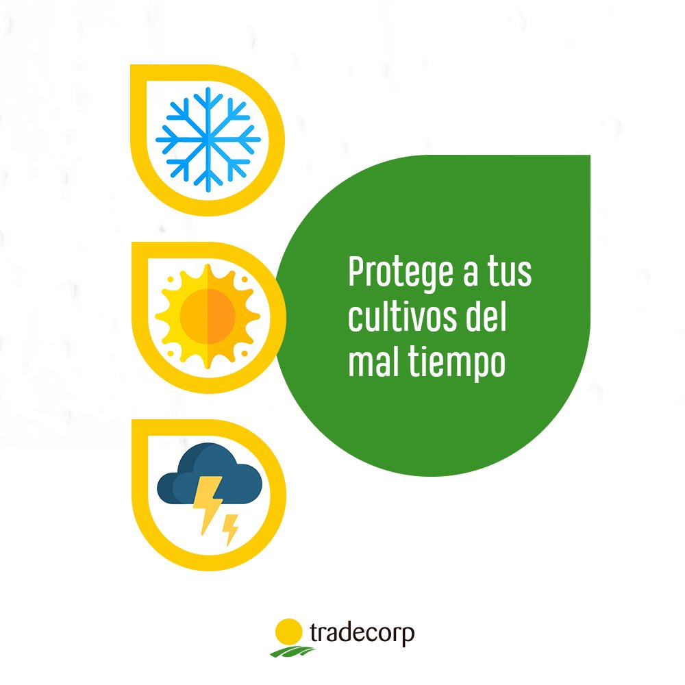 TradecorpMx's tweet photo. A diferencia de otros bioestimulantes del mercado, phylgreen es completamente natural y sostenible gracias su exclusivo método "Gentle Extraction”. 

Hazle frente a la temporada de bajas temperaturas🌱🌨☀ 

#agro #agricultura #agronomia #Tradecorp #bioestimulacion360 #cultivo https://t.co/9EFi1vPUy4