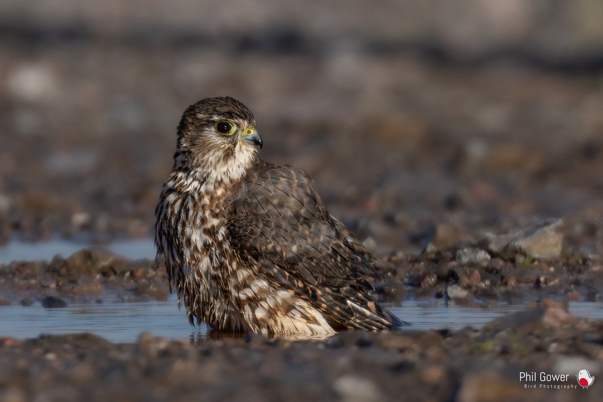 Phil Gower tweet media