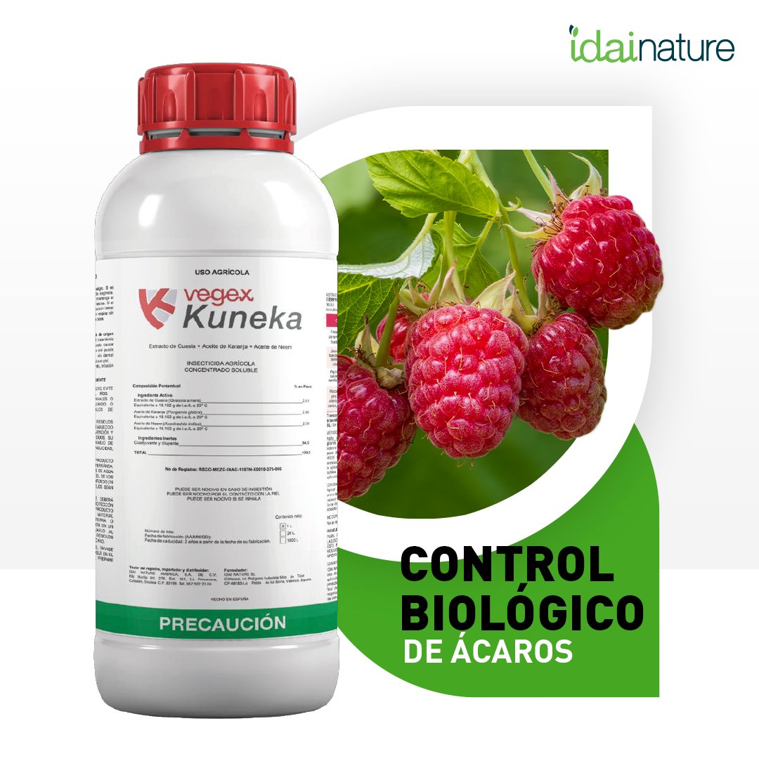 TradecorpMx's tweet photo. Kuneka Es un bioinsecticida de acción combinada de extractos botánicos que le confiere una potente acción.

En cultivos de frambuesa te recomendamos iniciar las aplicaciones sobre el cultivo cuando se detecte la presencia de los primeros individuos 🍓💥

#agro #agronomia https://t.co/lnInQvg8pi