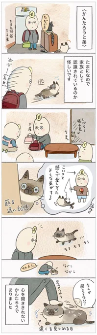 たまに顔合わせとなるレア飼い主に、遊んで欲しい気持ちと葛藤する猫【連載】ねこ連れ草 259話め|ねこのきもちWEB MAGAZINE https://t.co/RTmAQJCXmN 