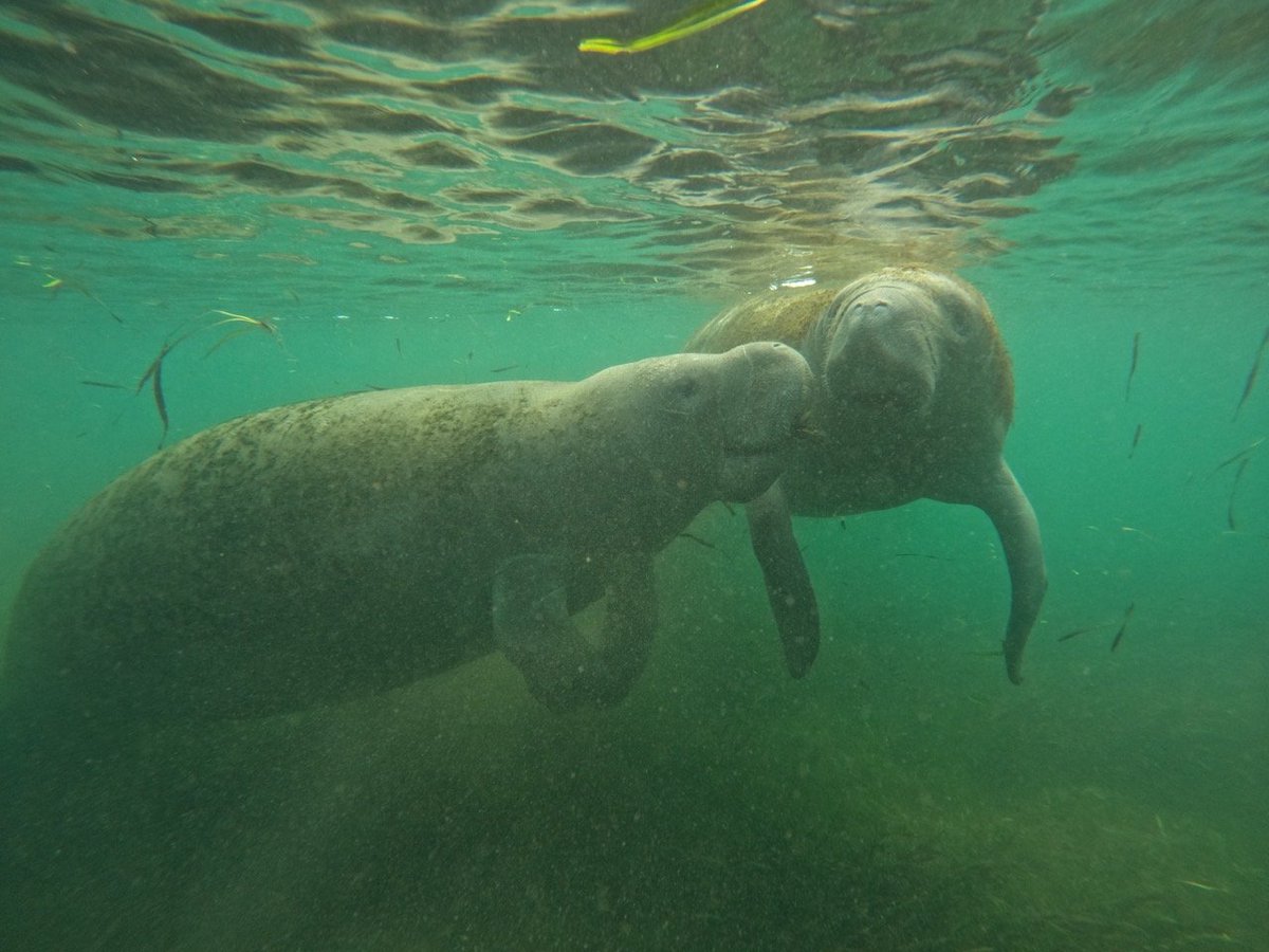 A great break. We drove from Bethesda to Key West, Florida. Impressive country and good to see a tiny part of it. Highlight was swimmming with manatees. They are bizarre, but beautiful and gentle creatures. Their numbers are increasing, but care required to allow full recovery.