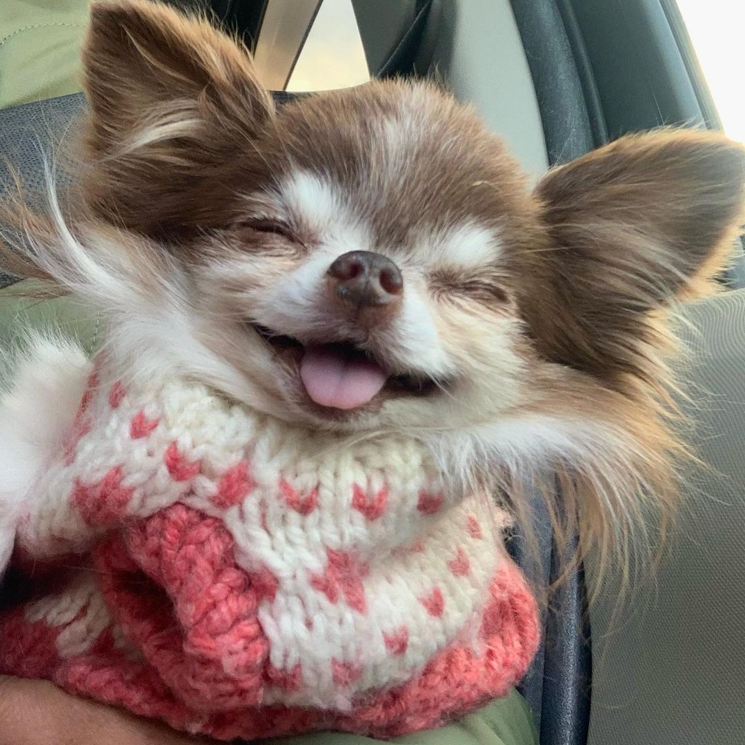 JustinAndComedy's tweet image. #puppy #chihuahua #dogs #dogsoftwitter
chichicrew.shop/collections/all