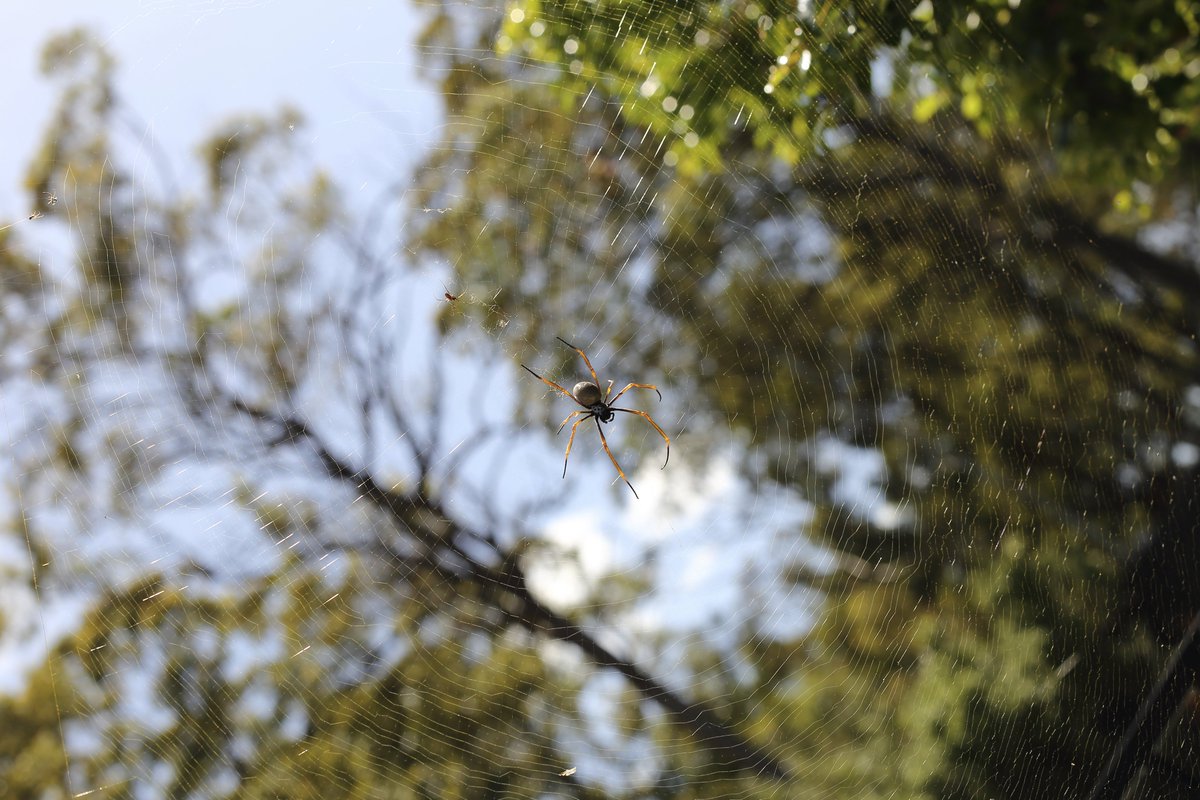 AnthonyLee59's tweet image. &quot;Oh! what tangled webs we weave&quot;...
#spidersweb #Spider