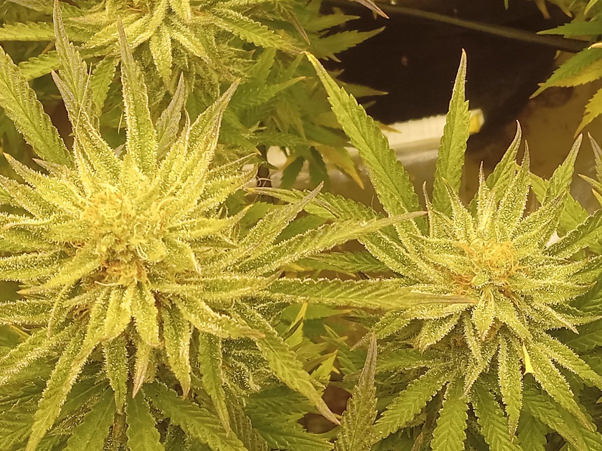 ThorTheCat69's tweet photo. @Marshydro @MarsHydroLight @AcInfinityInc @VIVOSUN @organic
First ever indoor grow
5 x Future Cookies Indica 
Grown under a Mars Hydro TS3000 and TS2000 
VIVOSUN 4x8 Grow Tent
AC Infinity Cloudlibe T6 Extraction Fan.
Gaia Green Organics Soil Amendments
4 weeks into flower https://t.co/QJoRKmNVRu