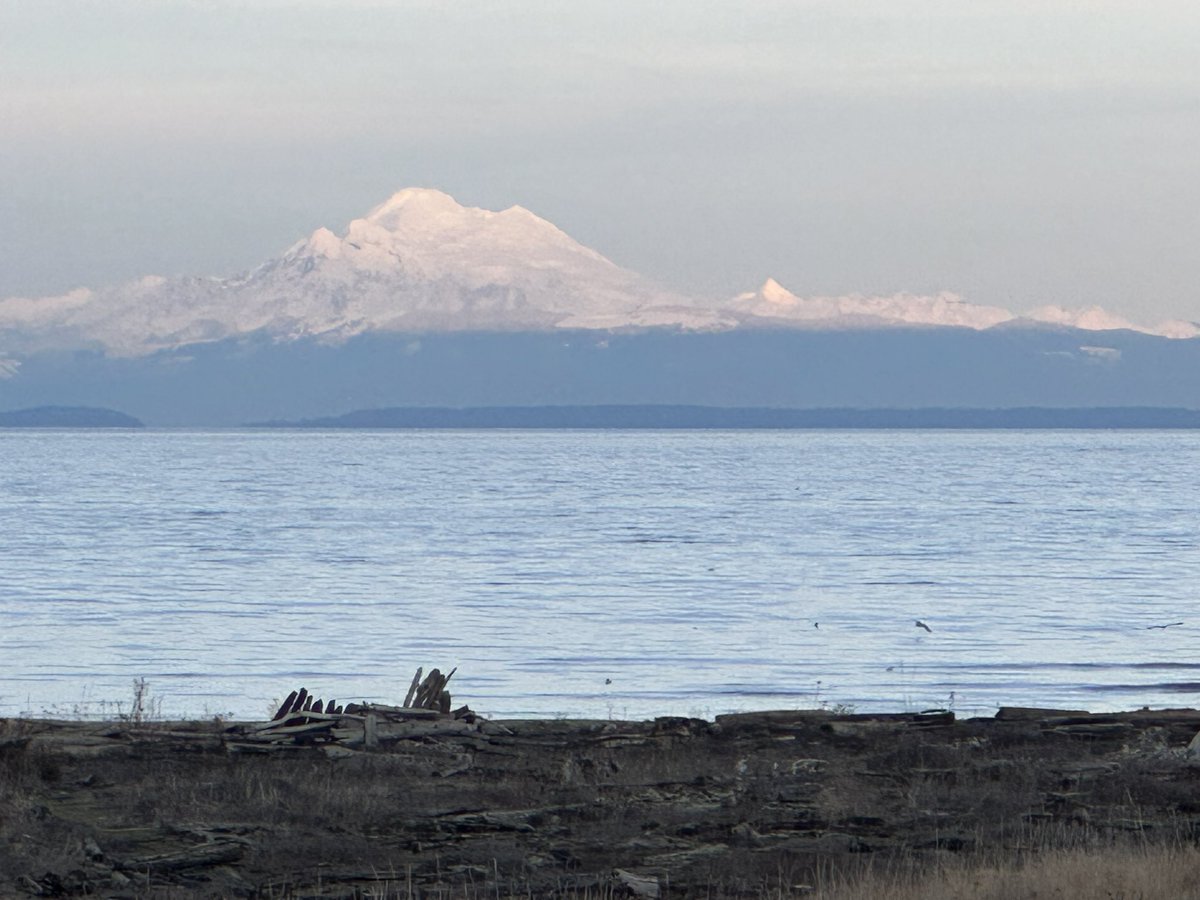 katt_DC's tweet photo. Mount Baker is looking especially fetching this afternoon. #mtbaker #sunnysequim https://t.co/NfBTD3Oatk
