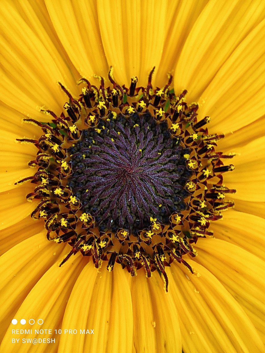 swadesh93's tweet image. Day 30 #30daysOfNote 5MP tele-macro camera on #RedmiNote10ProMax  does incredible job as it&apos;s produces high quality macro shots &amp;amp; videos on mid range Redmi Note Series
My Favourite Redmi Note 😍
#30DaysOfNote #Xiaomilnsider #MiFanIndia 
@XiaomiIndia @RedmiIndia
 @themakeavish