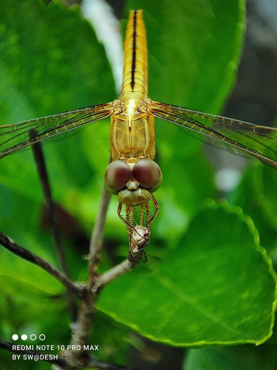 swadesh93's tweet image. Day 30 #30daysOfNote 5MP tele-macro camera on #RedmiNote10ProMax  does incredible job as it&apos;s produces high quality macro shots &amp;amp; videos on mid range Redmi Note Series
My Favourite Redmi Note 😍
#30DaysOfNote #Xiaomilnsider #MiFanIndia 
@XiaomiIndia @RedmiIndia
 @themakeavish