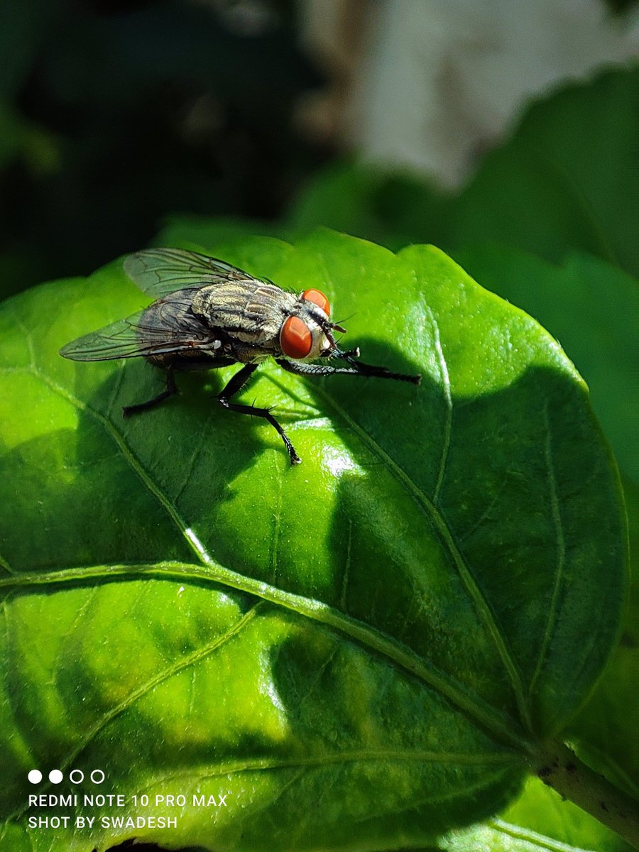 swadesh93's tweet image. Day 30 #30daysOfNote 5MP tele-macro camera on #RedmiNote10ProMax  does incredible job as it&apos;s produces high quality macro shots &amp;amp; videos on mid range Redmi Note Series
My Favourite Redmi Note 😍
#30DaysOfNote #Xiaomilnsider #MiFanIndia 
@XiaomiIndia @RedmiIndia
 @themakeavish