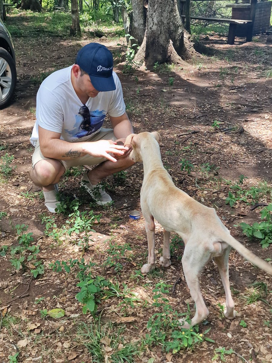 Adolfo01silva's tweet photo. @ABCDigital Esta muy bien, pero los perros que dejan pasan hambre que onda? Yo creo que esto debe ser más delito https://t.co/oCMStlkGSn