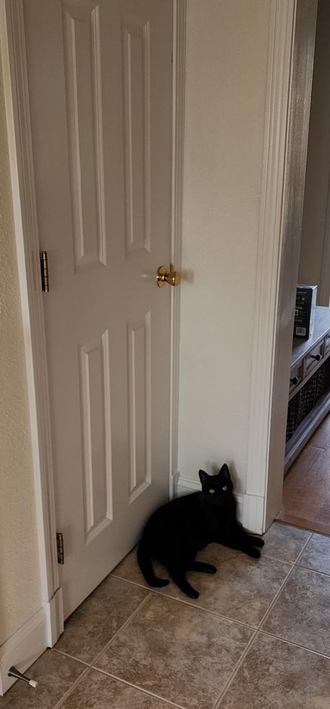 ParisTheBlackC1's tweet photo. I know I just had lunchies, but I'll just lay here by the pantry door and see if anyone gets me some treats!
#stayclassc #jaynjazz #paristheblackcat #meow #kittens #CatsOfTwitter #cats #BlackCat #feedme https://t.co/rrEn22n5BB