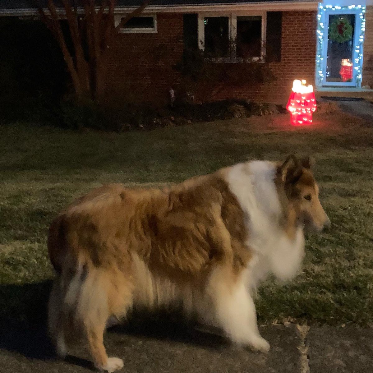 This 🕵️‍♀️ snoop 🐕 dog isn’t done hunting 🔍 for #holidaydecorations and found Snoopy 🐶 brightening up the block. 

#keepthelightsupallyear #roughcollie #collie #snoopy