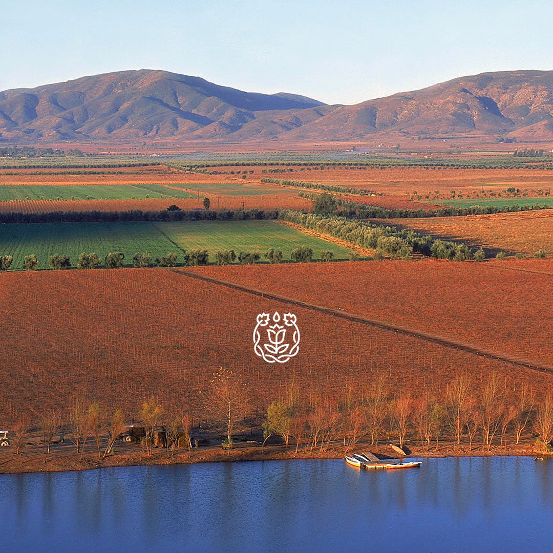 Monte_Xanic's tweet photo. Orgullosos de la tierra que nos acoge, en el 2023 te esperamos en nuestros valles para compartir contigo la mejor enología de México.

#MX #MéxicoExcepcional #valledeguadalupe #valleojosnegros https://t.co/VOb8PyuVK8