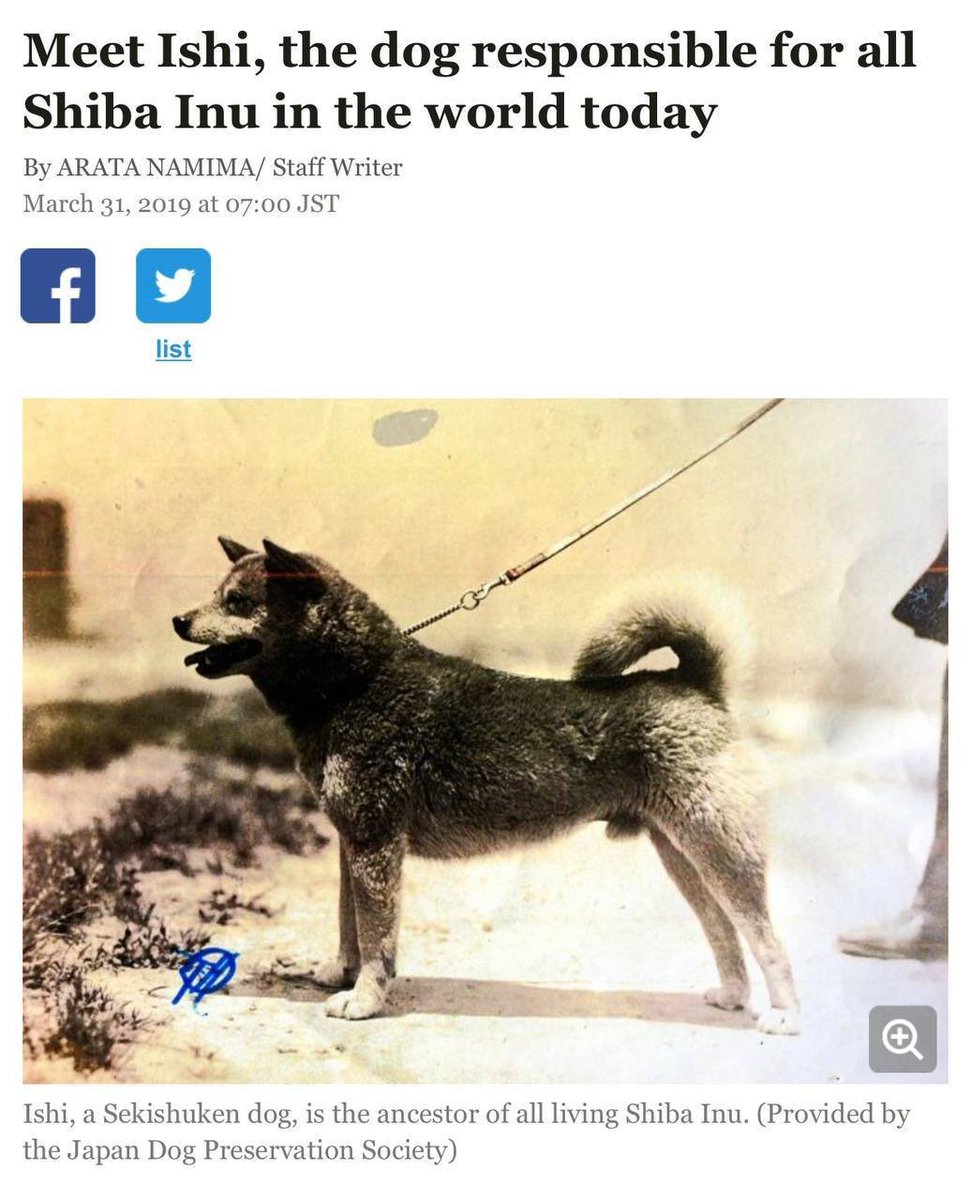 ShibInfo's tweet photo. Saw $ISHI on twitter today, head of  $SHIB family 
All shiba inu were born of ISHI DNA 

- Zero Tax
- Burnt LP
- Renounced CA

https://t.co/l5jlgXVuE5

https://t.co/KwoGsTBSbG

https://t.co/3eqLp4pLAR https://t.co/ARbWfS95St