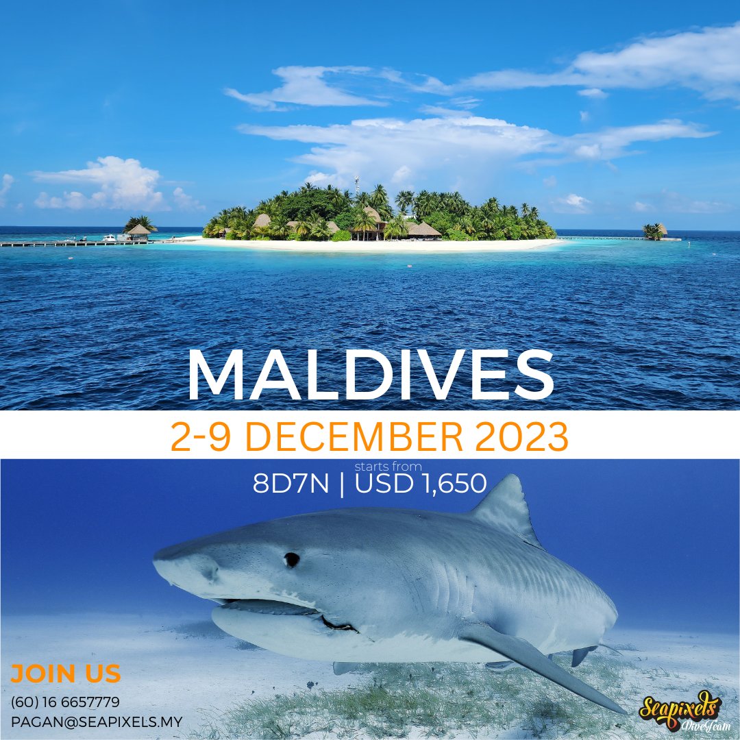 Seapixels's tweet image. Never too early to book for Maldives in December 2023! The dream trip of the year awaits! Book early to avoid disappointment! 

Join us for our dive trips or dive courses at any level! Contact us at wa.me/+60166657779 (Pagan) or wa.me/+60163225555 (Terence) 

#seapixels