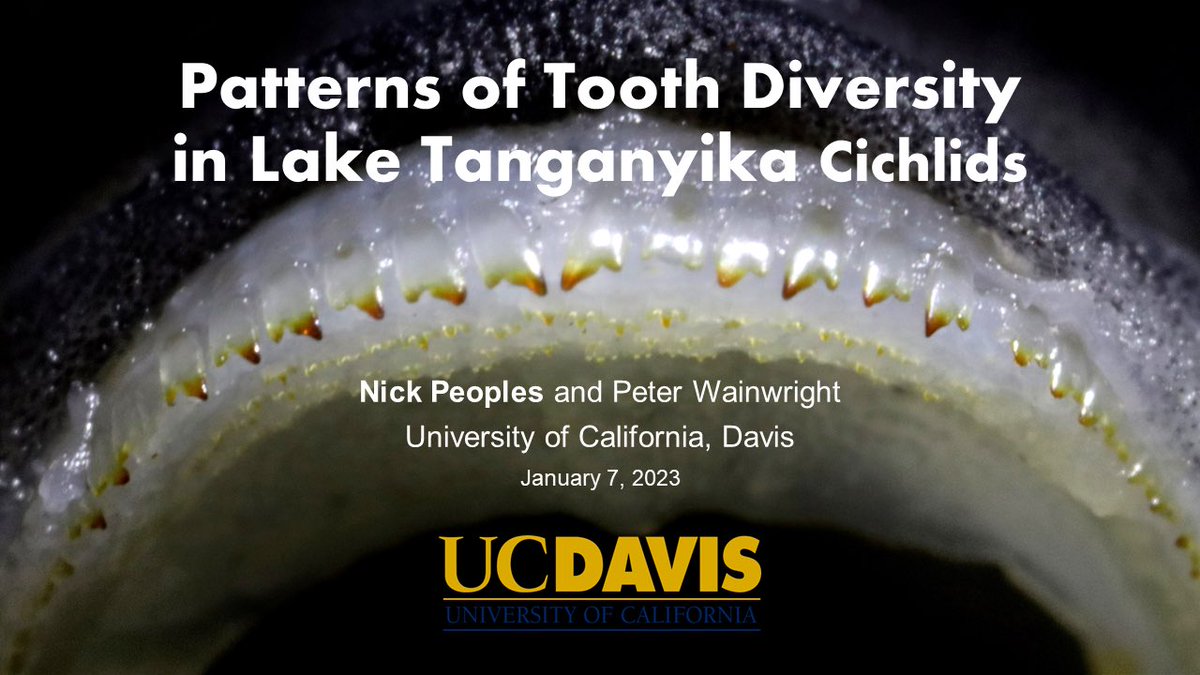 Hey #SICB2023! I’ll be talking about cichlid teeth at 1:30 on Saturday (the 7th) #teamfish