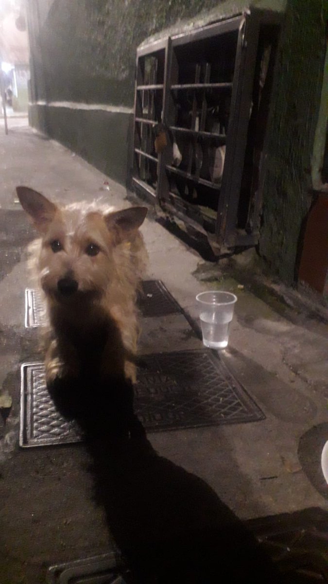 Buenas noches, acaban de abandonar a este perrito en Bucaramanga, si alguien lo quiere adoptar o apadrinar pueden encontrar información en el número 312 4255715. 
Ojalá @animalesBGA pudiera revisarlo y colaborar con el caso @AlyMoncada 
#AbandonoAnimal #Bucaramanga #Adopción