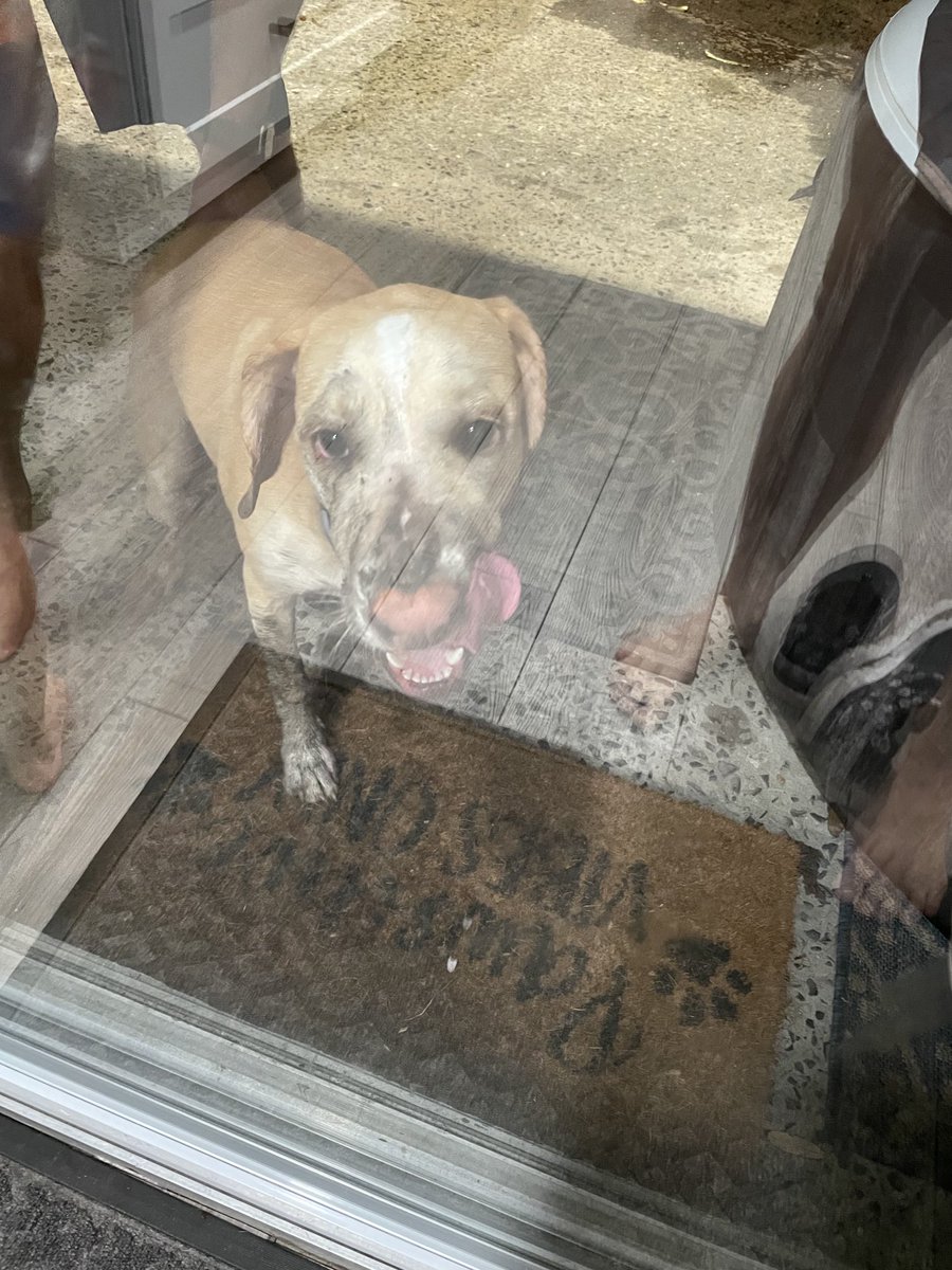 BrownieTurd's tweet photo. Did some maintenance on the hot tub. Came back to get in and was afraid to go out!! Look at this stinker!!! #DirtTurd #PupturdsAlone #MrSprinklesMadeMeDoIt #PennyTurd https://t.co/khKFdyq6Zs