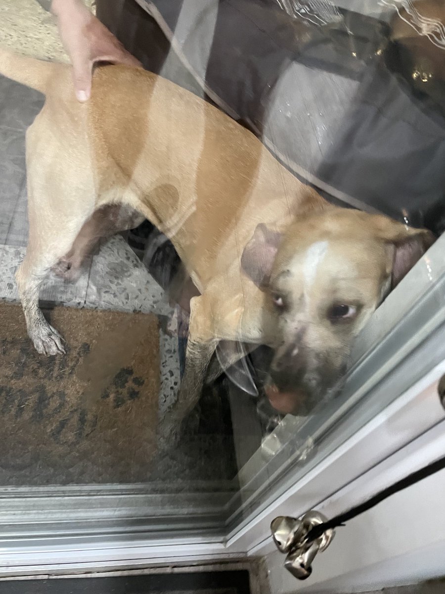 BrownieTurd's tweet photo. Did some maintenance on the hot tub. Came back to get in and was afraid to go out!! Look at this stinker!!! #DirtTurd #PupturdsAlone #MrSprinklesMadeMeDoIt #PennyTurd https://t.co/khKFdyq6Zs