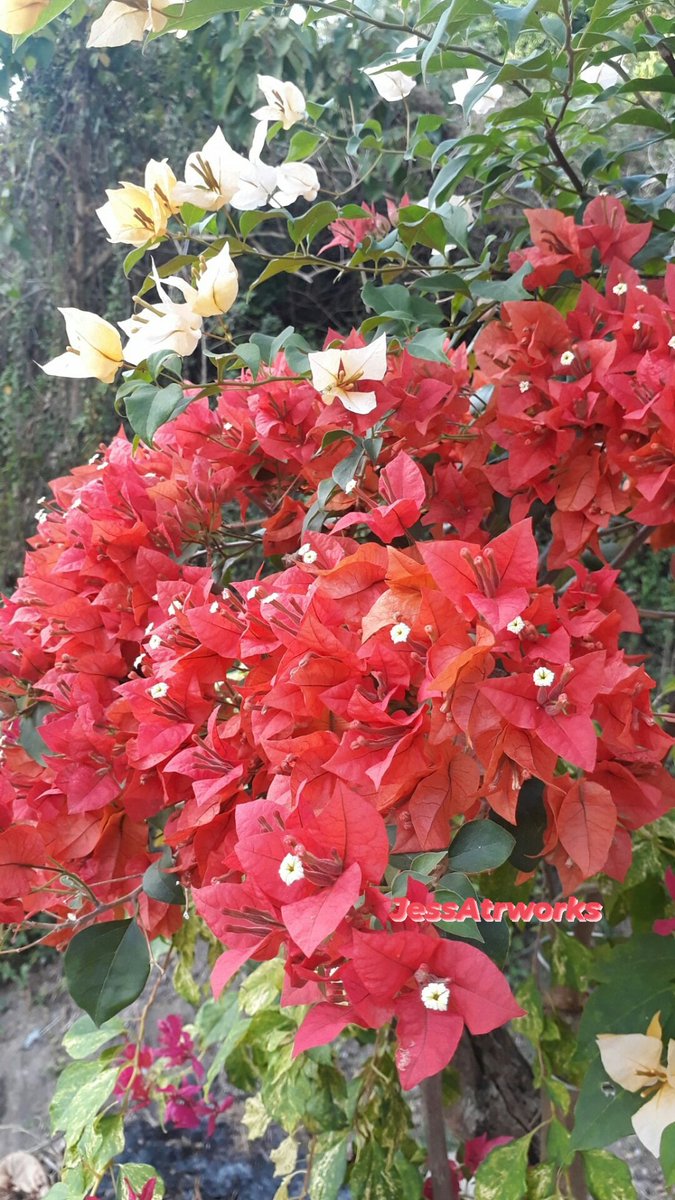 Swane47688833's tweet photo. Bougainvilla's beauty
#photography #LakayAgoFarmResort
#exploring #DoraTime
Day3of365daysAdventure https://t.co/ezDMMImWuv