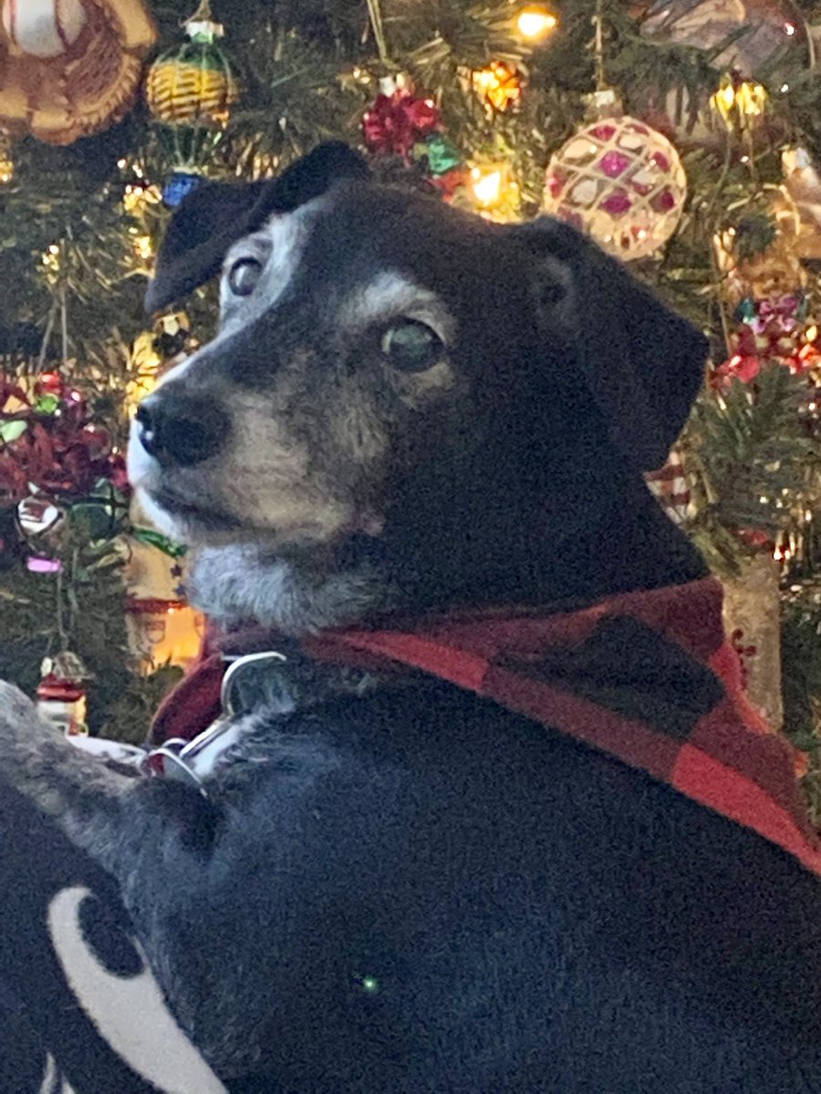 dolly53712's tweet photo. @TweeetsOfDogs Happy 20th Tomy! You are very distinguished looking! Baxter just turned 12:) https://t.co/B8p6M6W9tY