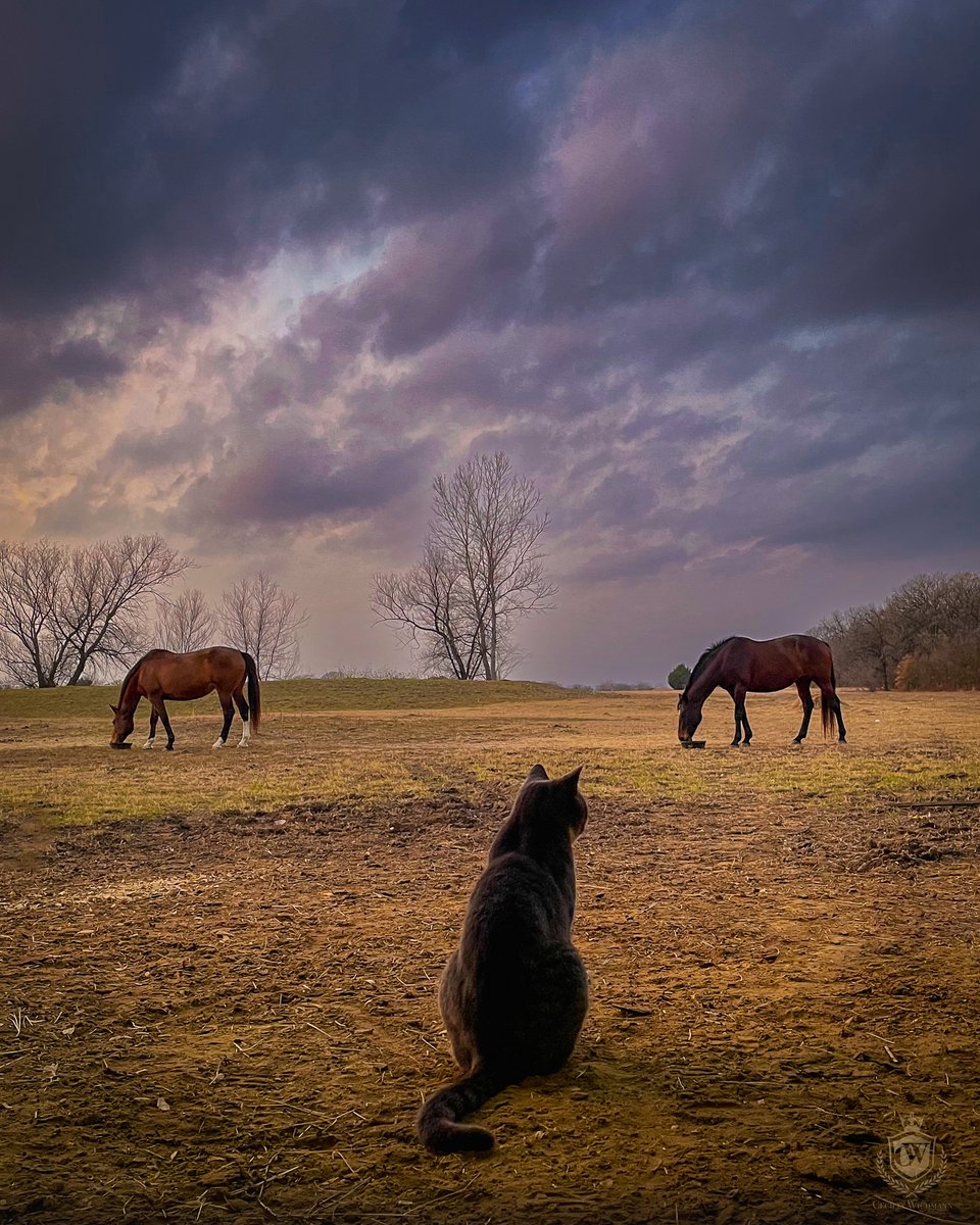 cwichmanndesign's tweet photo. Cuddles the barncat watching the property and horses while the storm rolls in.
#photography #animals #cat #horses #weather #landscape #sky #storm #favorite #ceciliawichmann https://t.co/qJAQQgaQvI