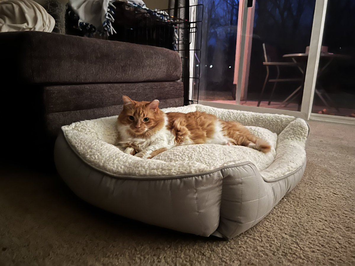 ChandlerWardlow's tweet photo. Ruler of the jungle #Lord #RuleTheJungle https://t.co/srYNbEhCF9