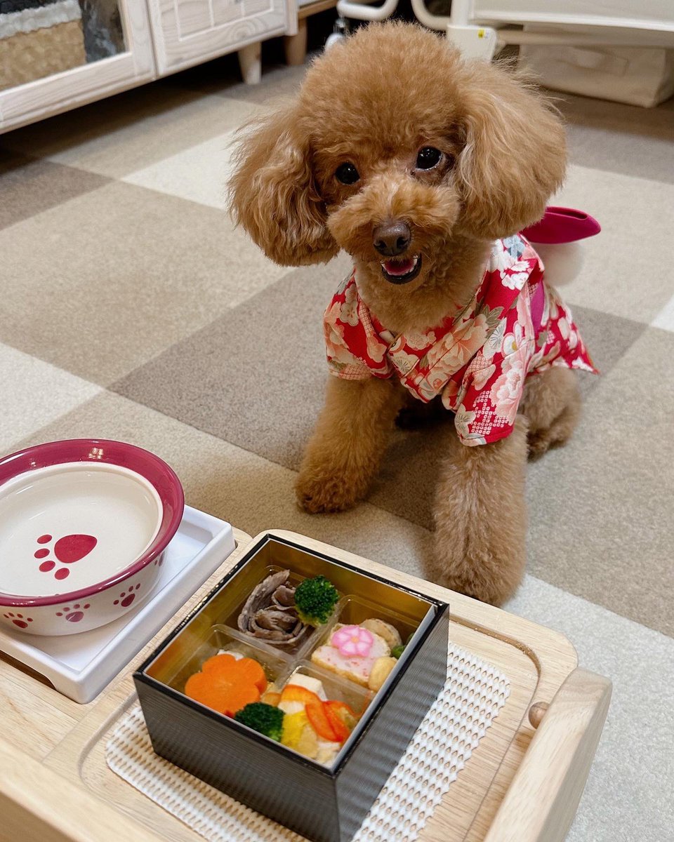 Michelle_e0705's tweet photo. 今年もおせちを食べました🐶✨
野菜以外、全部食べました😋

ミシェルは野菜が嫌いなので困ってます😅 https://t.co/RdGuerhlWS