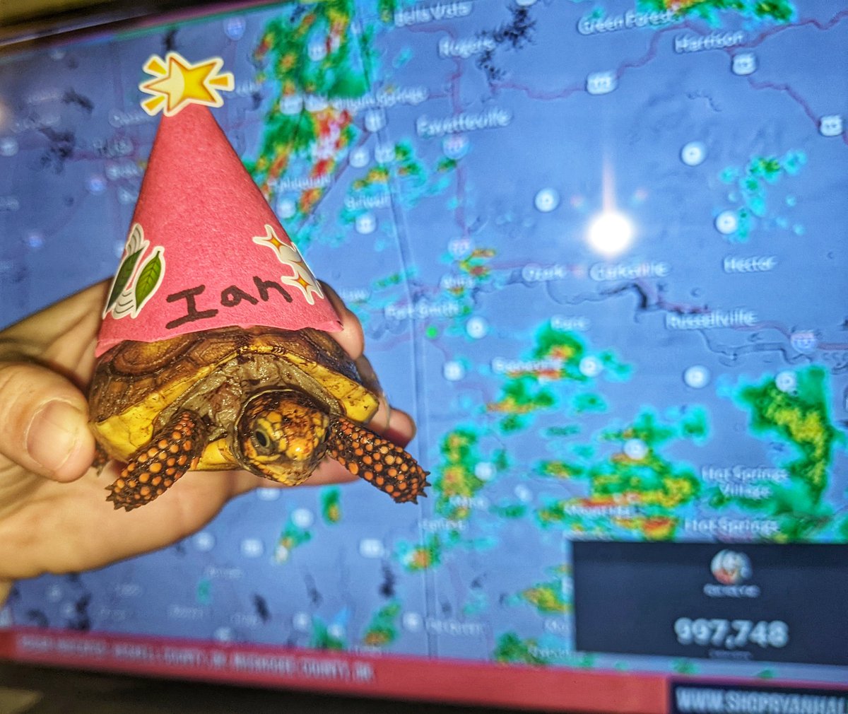 RustyTorty's tweet photo. @ryanhallyall @BluekandyWX Remember the baby tortoise y'all named during the hurricane? He's ready for #1MillYall #therustytortoise https://t.co/AeK90v5JnW