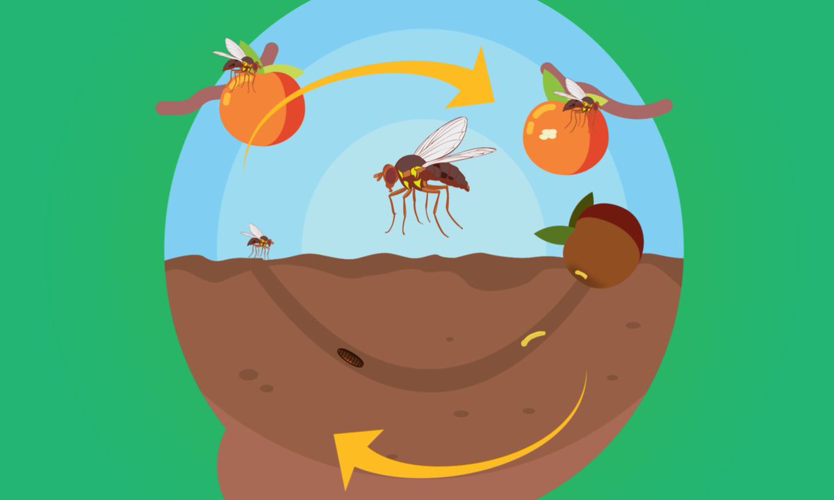 Agriculture Victoria on Twitter "Don’t let Queensland fruit fly take