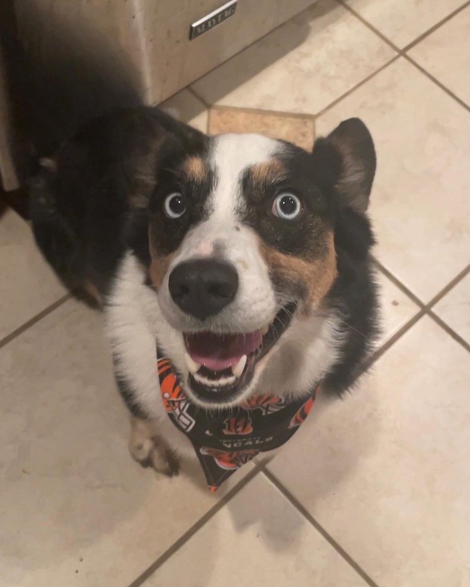 Jon and Luna are ready for a Bengals win tonight! 🐅 Who’s your favorite football team? We’re a house divided: Jon is a <a href="/bengals/">Cincinnati Bengals</a> fan and Brittany is a <a href="/steelers/">Pittsburgh Steelers</a> fan. 🏈 

#bengals #football #whodey #mondaynightfootball #cincycorgis #cincinnnati <a href="/ESPNNFL/">NFL on ESPN</a>