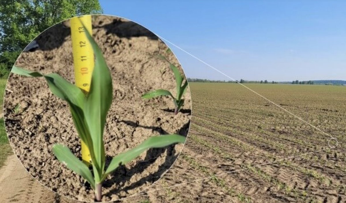 wonderfullinc's tweet photo. In the new year, our smart agronomists use the advanced methods #Mavic3 M #P4RTK, drone to measure the height, density, and number of plants in the field, so as to accurately manage corn from the early stage, bring out the potential of max. yield, also achieve the upmost. income. https://t.co/xQvTGkORDS