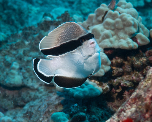 Today's fish is the Banded Angelfish (Apolemichthys arcuatus)! They're found in reefs in the Hawaiian and Johnson Islands, and mainly feed on sponges!
📸David Rolla, Sanjay Joshi